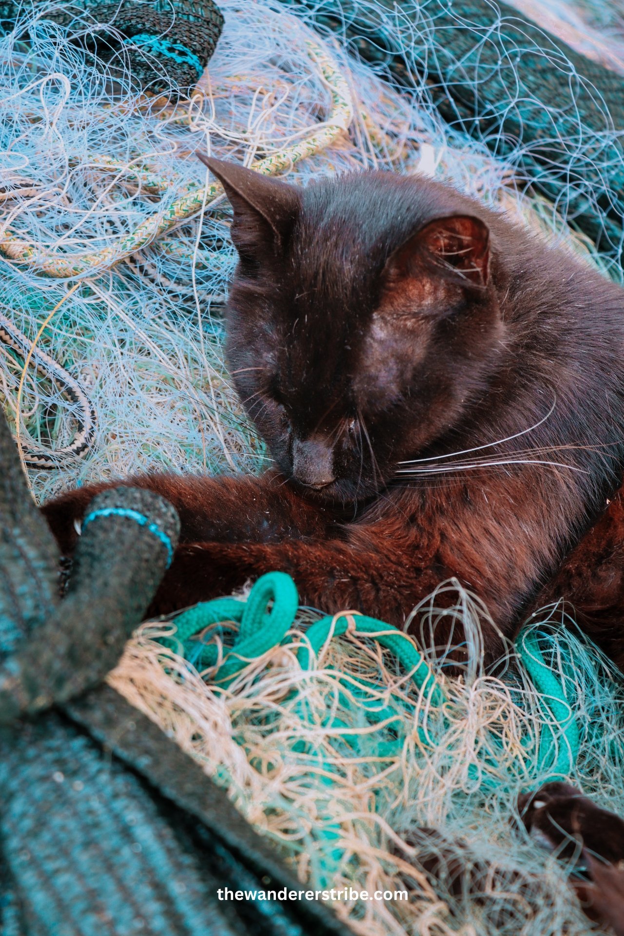 Black cat sleeping peacefully on a pile of colourful fishing nets in Dubrovnik’s harbour.